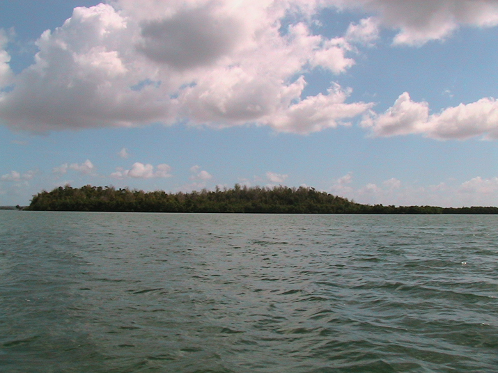 25 - Mangrove 002.jpg